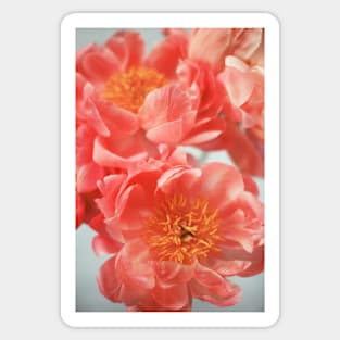 Paeonia #6 Sticker